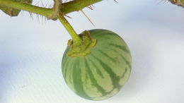 Image of Solanum palinacanthum Dun.