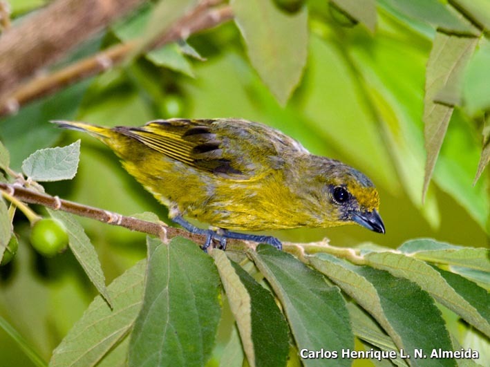 Image of Violaceous Euphonia