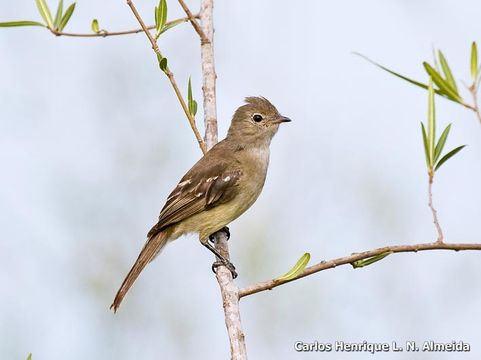 Image of Yellow-bellied Elaenia