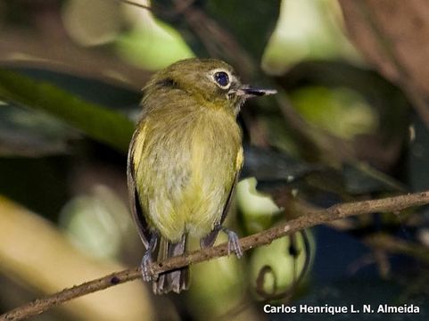 Image of Eye-ringed Tody-Tyrant