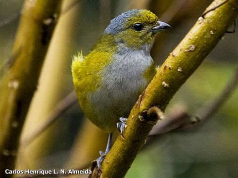 Image of Chestnut-bellied Euphonia