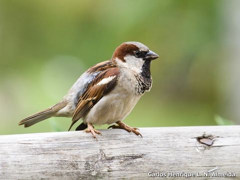 Image of House Sparrow