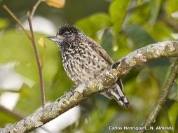 Image of White-wedged Piculet