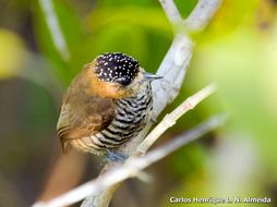 Image of Ochre-collared Piculet