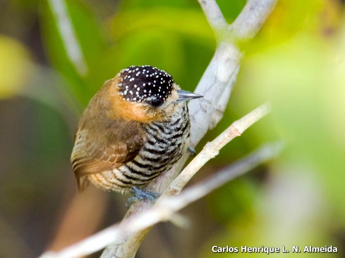 Image of Ochre-collared Piculet