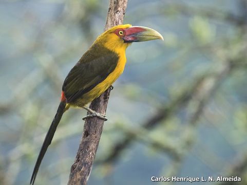 Image of Saffron Toucanet