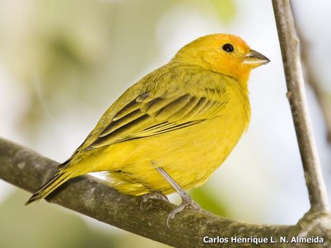 Image of Saffron Finch