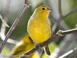 Image of Saffron Finch