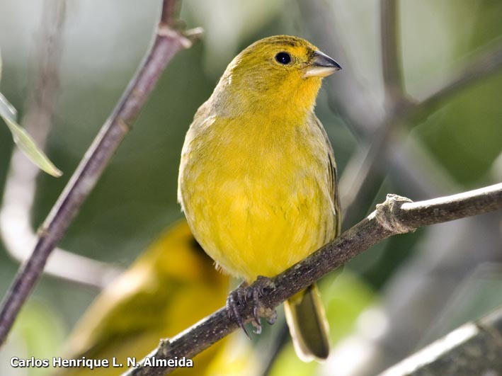 Image of Saffron Finch