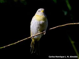 Sicalis flaveola (Linnaeus 1766) resmi