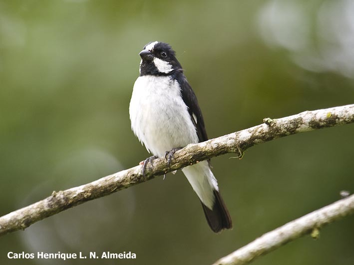 Image of Lined Seedeater