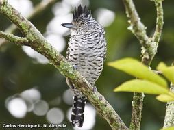 Image of Barred Antshrike