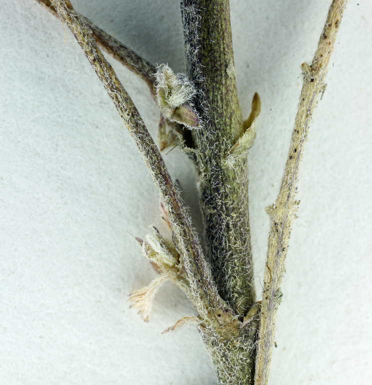 Image of Salinas milkvetch