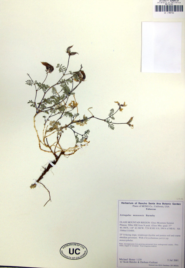 Image of Mono milkvetch