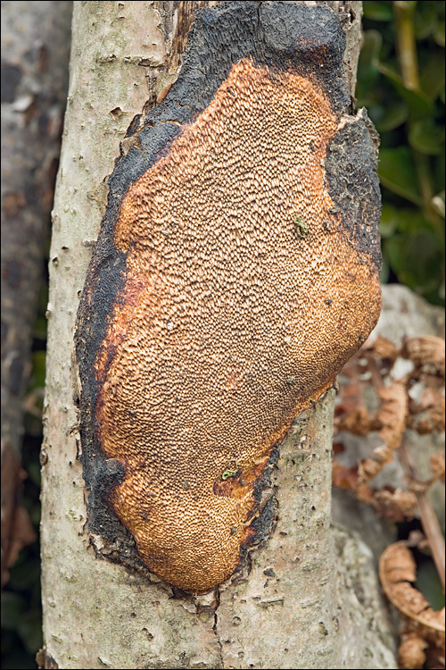 <i>Polyporus campestris</i> resmi