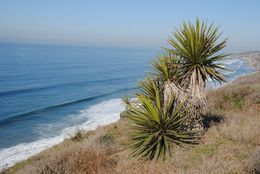 Image of Mojave yucca