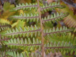 Image of decomposition brackenfern