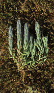 Image of <i>Chloropyron molle</i> ssp. <i>hispidum</i>