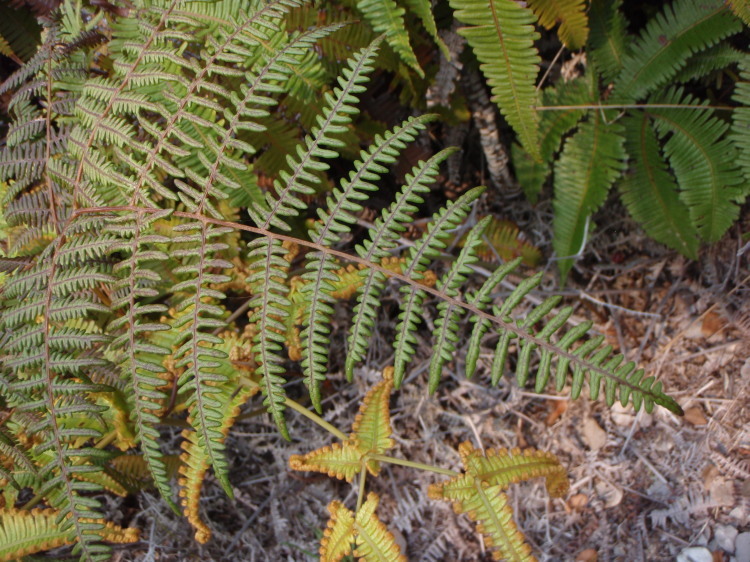 Слика од Pteridium aquilinum subsp. decompositum (Gaud.) Lamoureux ex J. A. Thomson