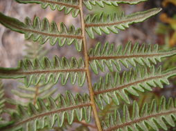 Image of decomposition brackenfern