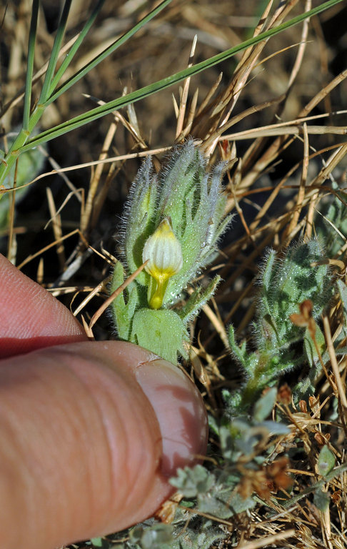 Image of <i>Chloropyron molle</i> ssp. <i>hispidum</i>