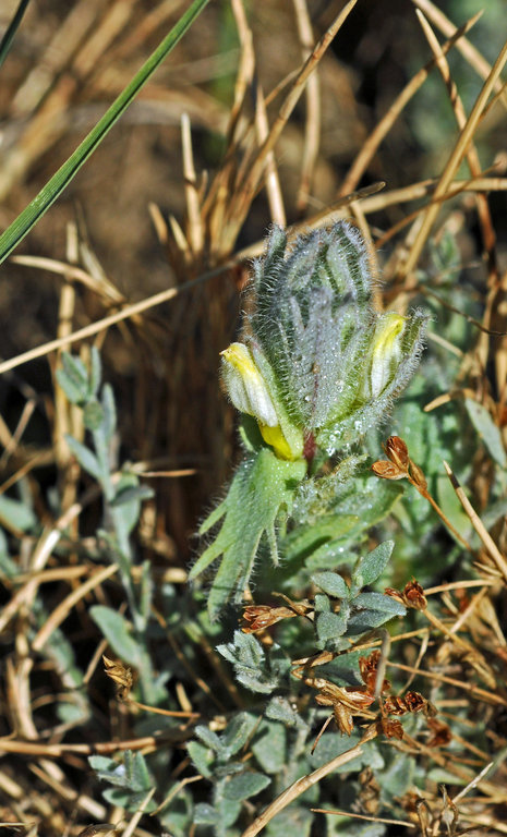 Image of <i>Chloropyron molle</i> ssp. <i>hispidum</i>