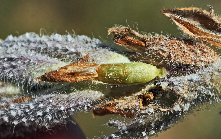 Image of <i>Chloropyron molle</i> ssp. <i>hispidum</i>