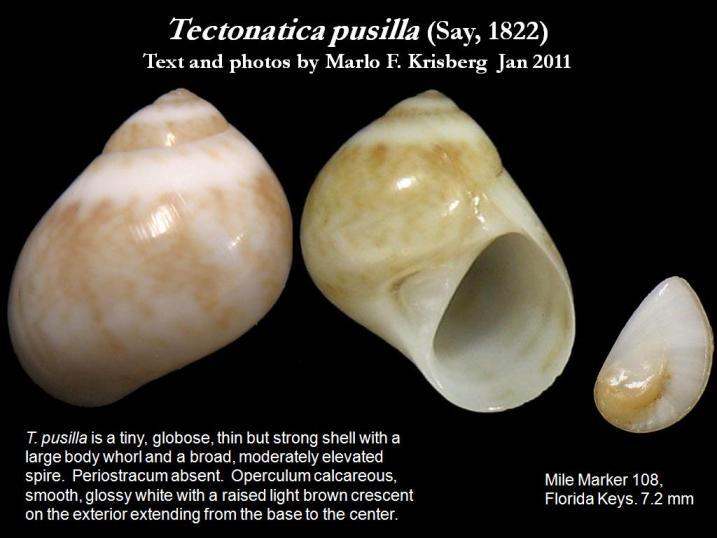 Image de Tectonatica pusilla (Say 1822)