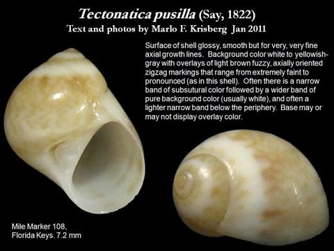 Image de Tectonatica pusilla (Say 1822)