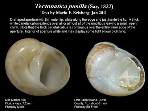 Image of Tectonatica pusilla (Say 1822)