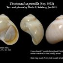 Image de Tectonatica pusilla (Say 1822)