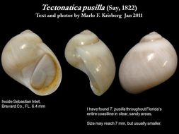 Image of Tectonatica pusilla (Say 1822)