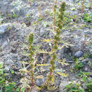Imagem de Artemisia biennis Willd.