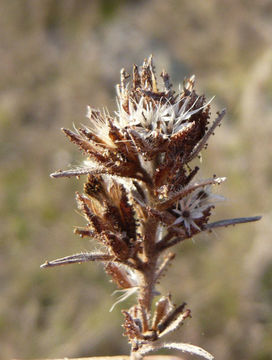 Image of sticky western rosinweed