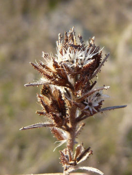 Слика од Calycadenia multiglandulosa DC.