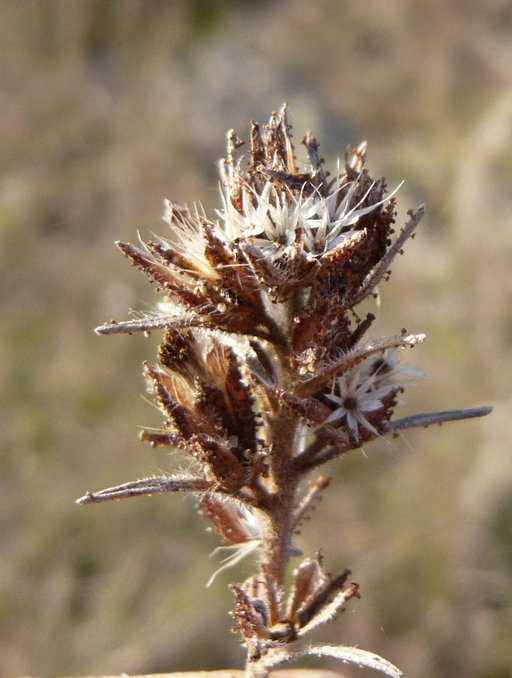 Plancia ëd Calycadenia multiglandulosa DC.