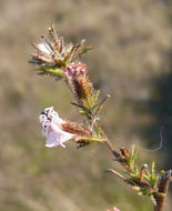 Plancia ëd Calycadenia multiglandulosa DC.