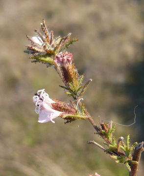 Image de Calycadenia multiglandulosa DC.