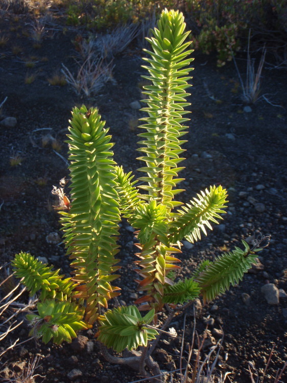 Image of lava dubautia