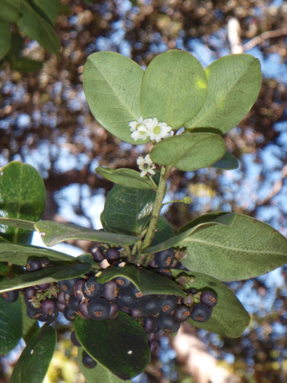 Image of Hawai'i holly