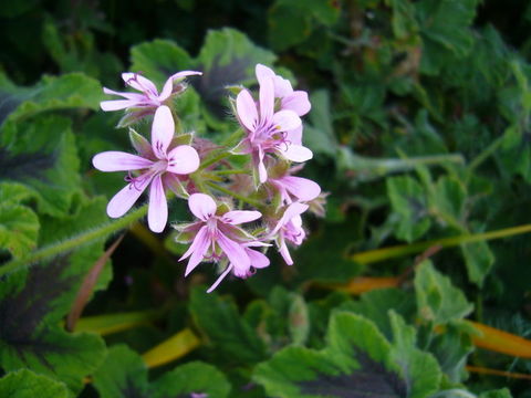 Image of Pelargonium tomentosum Jacq.