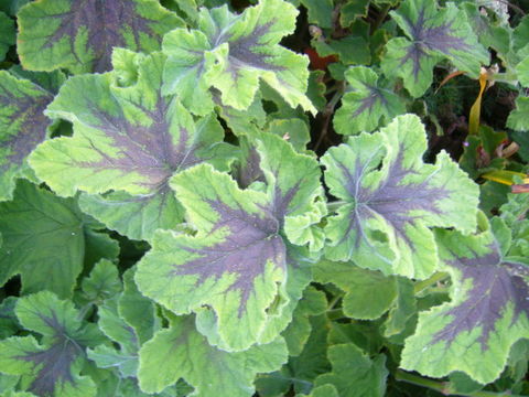 Imagem de Pelargonium tomentosum Jacq.