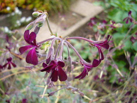 Imagem de Pelargonium sidoides DC.