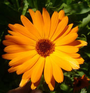 Image of pot marigold