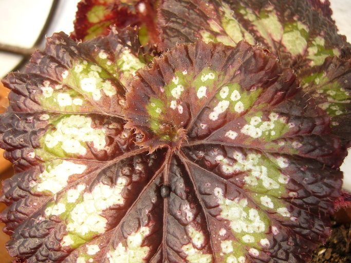 Слика од Begonia longiciliata C. Y. Wu