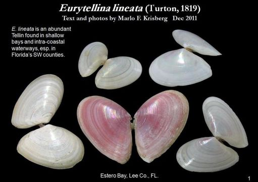 Image of Eurytellina lineata (W. Turton 1819)