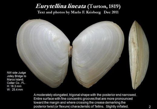 Image de Eurytellina lineata (W. Turton 1819)