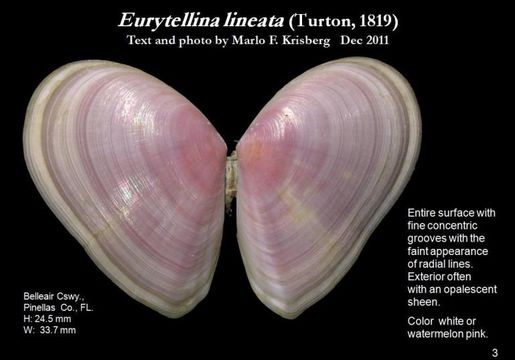 Image of Eurytellina lineata (W. Turton 1819)