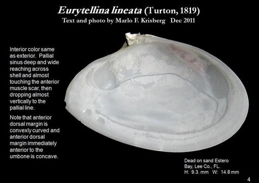 Image de Eurytellina lineata (W. Turton 1819)