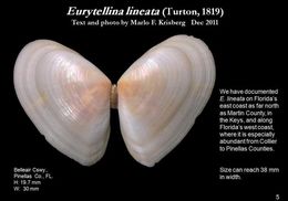 Image of Eurytellina lineata (W. Turton 1819)